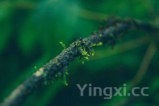 榴莲的功效与作用及食用方法,榴莲的功效与作用及食用方法视频