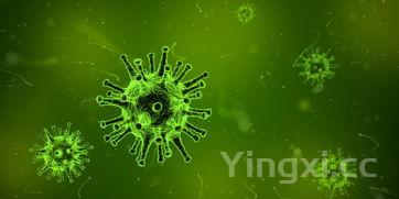 广东多地出现新冠,广东又出现新病毒