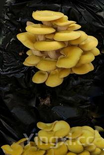 鲜蘑菇怎么炒好吃又简单的做法,鲜蘑菇怎么炒好吃又简单