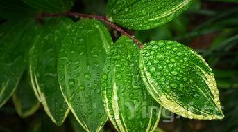 姜汁撞奶原理视频,姜汁撞奶原理