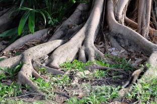 家常炒黄豆芽的做法视频，家常炒黄豆芽的做法