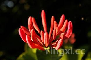 牛肉炖萝卜怎么炖才软烂入味,需要哪些调料和火候技巧?,牛肉炖萝卜怎么炖