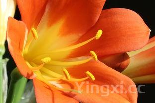 竹荪怎样煲汤最好,竹荪怎样煲汤