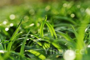 探寻白酒空瓶之美：怎样的模样能让人眼前一亮