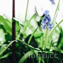 摆摊凉面的做法及调料,摆摊凉面的调料