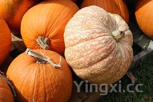 鲶鱼炖茄子的做法,鲶鱼炖茄子的正宗做法