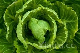 圆白菜的18种家常做法,圆白菜的做法大全集