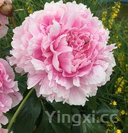 喝多白酒后心脏会跳得快吗?探究白酒对心脏跳动速率的影响