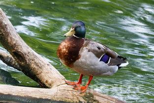 炖鸭子汤的做法大全,多做2步鸭汤鲜香可口没腥味