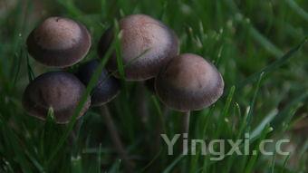 蘑菇种类大全东北蘑菇的种类大全