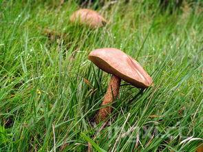 黑龙江蘑菇种类大全(蘑菇种类大全及图片名称)