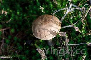 黑龙江蘑菇种类大全(蘑菇种类大全及图片名称)