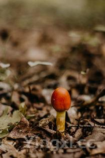 黑龙江蘑菇种类大全(蘑菇种类大全及图片名称)