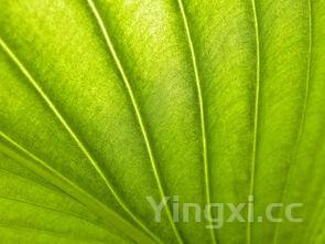 绿豆芽的生长过程观察记录表,绿豆芽的生长过程