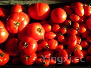 番茄炒蛋真实图片,番茄炒蛋真实