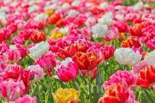 刺猬玫瑰这首歌啥意思,刺猬玫瑰(高干)