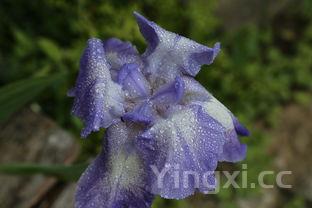 广东菜有什来自么特色广东菜野菜图片