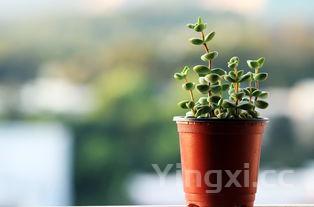 端午节的诗有哪几首,端午节最好的五首诗