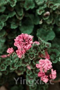 羽翼甘蓝怎么做好吃又简单,甘蓝怎么做好吃又简单