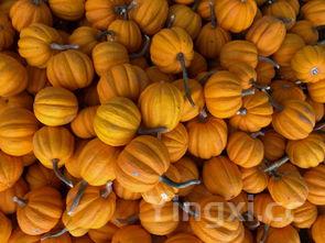 蒸小南瓜的方法,蒸小南瓜的做法