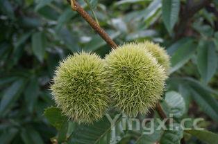 板栗树适合哪里种植,板栗树