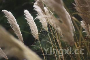 吃竹笋有哪些好处?而有类人不宜多,吃竹笋的五大禁忌