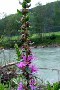 珍珠鸡，珍珠鸡图片