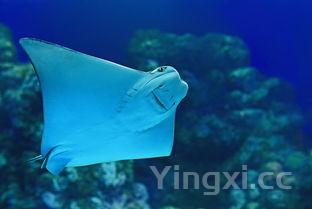 龙利鱼是什么鱼,龙利鱼是什么鱼有刺吗