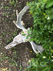 野生荠菜图,野生荠菜有几种