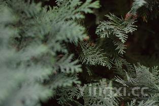 野生荠菜图,野生荠菜有几种