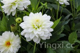 大白菜,大白菜是凉性还是热性