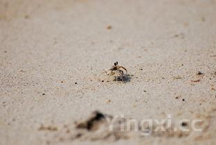 小螃蟹的清洗方法和做法有图,小螃蟹怎么清洗处理