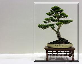 榆钱树盆景,榆钱树