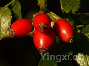 详细阅读:100种水果大全,100种水果大全单词 100种水果大全,100种水果大全单词