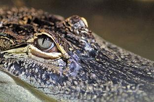 黄花鱼与大黄鱼是一种鱼吗，大黄鱼和黄花鱼哪个贵