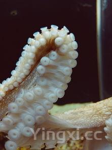 章鱼八爪鱼，章鱼八爪鱼和鱿鱼有什么区别