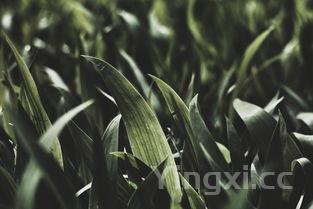 绿豆芽的生长过程观察记录表,绿豆芽的生长过程