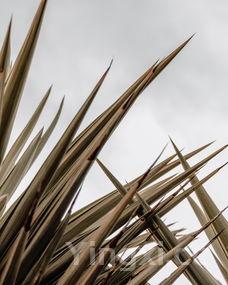 怎么包三角粽子最简单，包三角粽子的教程