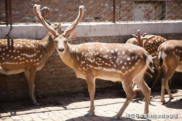 炸鹿尾儿的做法,炸鹿尾儿的做法和配料